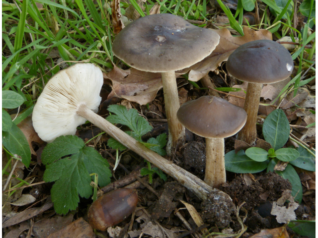 Мицелий Меланолеуки черно-белой / Меланолеука обыкновенная (Melanoleuca melaleuca)